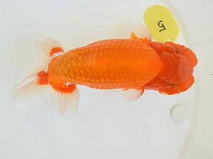 広島らんちゅう会　西取締　坂根吉広　岡山