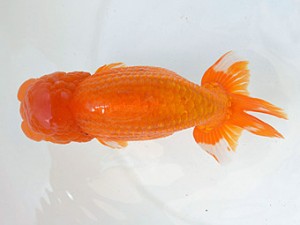 広島らんちゅう会　西大関　賀谷和大　広島