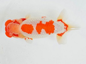 広島らんちゅう会　立行司　林　政彦　呉