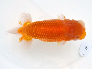 広島らんちゅう会　東取締　平井孝志　浅口