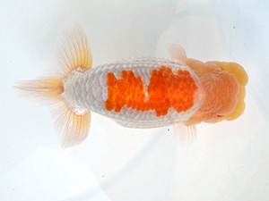 広島らんちゅう会　西取締　平井孝志　浅口