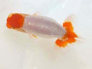 観魚会　第一回研究会　東大関　樫村正彦　千葉市