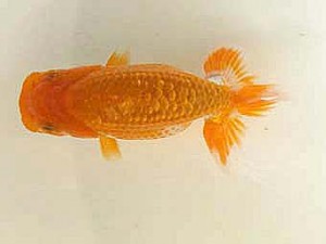 観魚会　第一回研究会　立行司　高地辰夫　荒川区