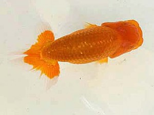 観魚会　第一回研究会　取締一　櫻井　彰　藤沢市