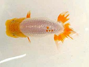 観魚会　第一回研究会　取締二　酒井　昇　小美玉市