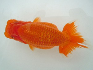 観友らんちう会　研究会　1位　相馬健一