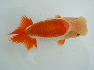 観友らんちう会　研究会　2位　渡邉欣也