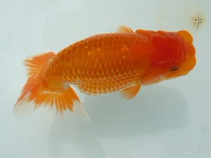 観友らんちう会　研究会　3位　安田光伸