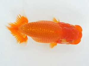 錦蘭会　初秋品評大会　東大関　村岡祥行　川西