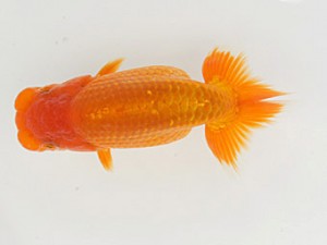 錦蘭会　初秋品評大会　立行司　山鷲元気　海南