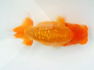 錦蘭会　初秋品評大会　西取締　金森秀秋　日高