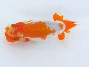 錦蘭会　初秋品評大会　東大関　牧　敬剛　新宮