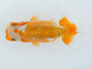 錦蘭会　初秋品評大会　西大関　植松　啓　新宮