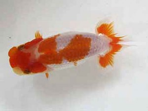 錦友会　研究会　東大関　鈴木和男 (浜松市)