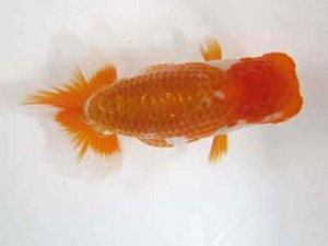 錦友会　研究会　西大関　安藤　寛 (森町)