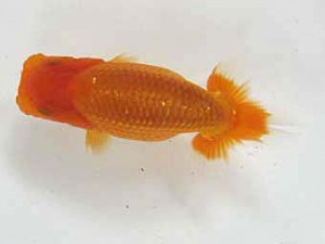 錦友会　研究会　立行司　飯島紳一 (清水町)