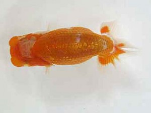 錦友会　研究会　東取締　小澤忠幸 (沼津市)