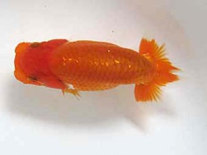 錦友会　研究会　西取締　伊藤三郎 (浜松市)