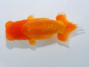 喜楽らんちゅう会　一席　池辺　勇　越谷市