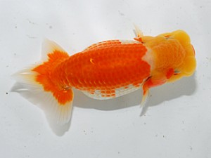 喜楽らんちゅう会 十席　佐藤昌央　立石