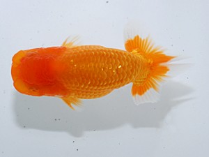 喜楽らんちゅう会 十一席　望月誠一　草加