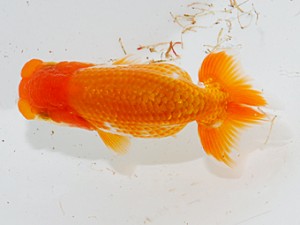 喜楽らんちゅう会 十二席　大久保義彰　千葉