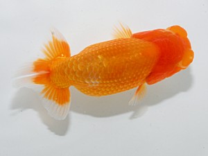 喜楽らんちゅう会 十三席　島田光男　足立