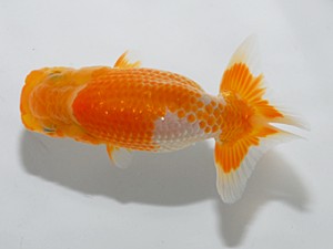 喜楽らんちゅう会　十四席　田中正志　市川市