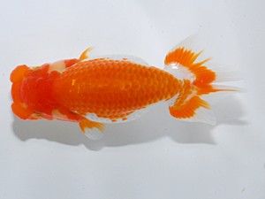 喜楽らんちゅう会 十五席　室岡賢治　江戸川