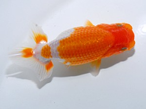 喜楽らんちゅう会 十六席　柴山吉昭　扇