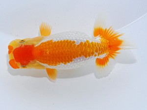 喜楽らんちゅう会　二席　小沢　功　古河市