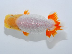 喜楽らんちゅう会　三席　木村文夫　水元