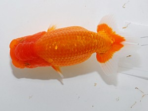 喜楽らんちゅう会　四席 林　和明　足立