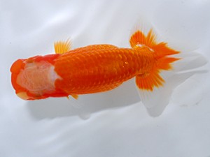 喜楽らんちゅう会　五席 目黒康弘　足立