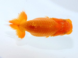 喜楽らんちゅう会 六席　星野亮一　足立