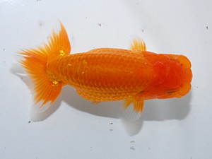 喜楽らんちゅう会 七席　七尾好之　葛飾