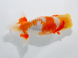 喜楽らんちゅう会 八席　滝瀬健治 北本市