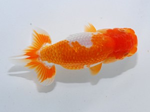 喜楽らんちゅう会 九席　内田　實　草加