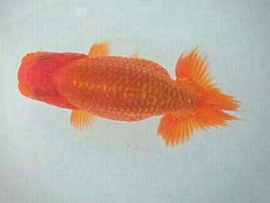 紀州らんちゅう同好会　研究会　東大関　中村朋孝　 御坊市