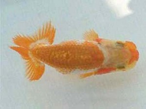 紀州らんちゅう同好会　研究会　西大関　牧　敬剛　 新宮市