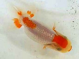 紀州らんちゅう同好会　研究会　立行司　濱田英明　 那智勝浦町