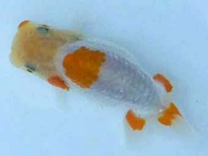 紀州らんちゅう同好会　研究会　取締一　田中吉一　 日高川町