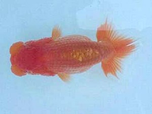 紀州らんちゅう同好会　研究会　取締二　木之下邦義 　熊野市