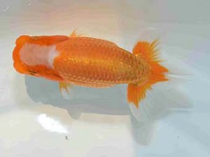 好鱗会　研究会　第一位　丸山克昌