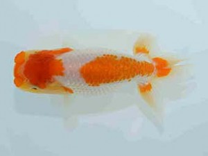 好鱗会　研究会　第二位　須田友一郎