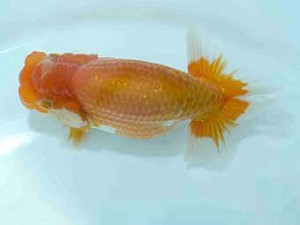 好鱗会　研究会　第四位　神田太郎