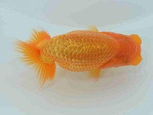 好鱗会　研究会　第五位　加納力一