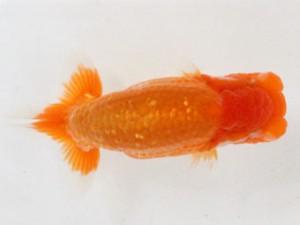 熊蘭会　東大関　杉谷典彦　熊蘭会