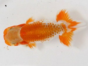 熊蘭会　立行司　西村幸弘　弥生会