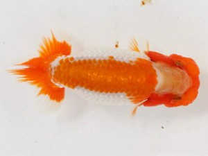 熊蘭会　東取締　高橋智泰　鳥栖みやき